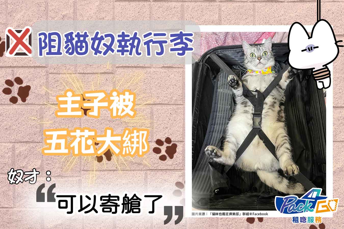 貓主子大字型綁行李箱內｜網民爆笑回應「想起絕育時被支配的恐懼」